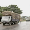 Bất chấp bảng hạn chế tải trọng phương tiện, nhiều xe chở nguyên liệu mía quá tải vẫn vô tư lưu thông. (Ảnh: Quang Thái/TTXVN)