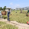 Thu mua nha đam cho bà con nông dân ngay tại chân ruộng. (Ảnh: Nguyễn Thành/TTXVN)