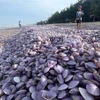 Vỏ ngao trôi dạt vào bờ biển phường Hải Lĩnh (thị xã Nghi Sơn, Thanh Hóa). (Ảnh: Nguyễn Nam/TTXVN)