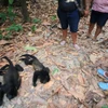 Khỉ rú chết do nắng nóng gay gắt tại bang Tabasco. (Nguồn: Reuters)