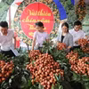 Các đại biểu tham quan gian trưng bày vải thiều chín sớm Tân Yên. (Ảnh: Danh Lam/TTXVN)