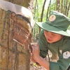 Công nhân Công ty cao su Việt Lào tại tỉnh Attapeu cạo mủ cao su. (Ảnh: Đỗ Bá Thành/TTXVN)