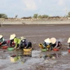Thu hoạch nghêu tại bãi biển Tân Thành, huyện Gò Công Đông, tỉnh Tiền Giang. (Ảnh: Hữu Chí - TTXVN)