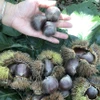 Cao Bằng: Phát triển thương hiệu đặc sản nổi tiếng hạt dẻ Trùng Khánh