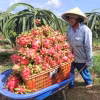 Việc xuất khẩu thanh long Việt Nam sang Anh vẫn diễn ra bình thường