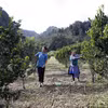 Vợ chồng anh Lù Seo Khờ ở xã Tả Ngài Chồ chăm sóc vườn cam từ vốn vay chính sách. (Ảnh: Vietnam+)