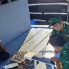 Lực lượng Bộ đội Biên phòng Cà Mau lập biên bản vụ cất giấu thiết bị giám sát hành trình. (Ảnh: TTXVN phát)