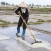 Diêm dân trên cánh đồng muối. (Nguồn: TTXVN)