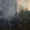 Một vụ cháy rừng thông ở Thừa Thiên-Huế. (Nguồn: TTXVN)