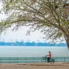 Hoa sưa ven Hồ Tây. (Ảnh: Trọng Đạt/TTXVN)