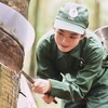 Công nhân cạo mủ cao su tại Nông trường cao su Lộc Ninh. (Ảnh: Hồng Nhung/TTXVN)