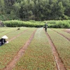 Công ty Trách nhiệm hữu hạn Một thành viên Lâm nghiệp Bắc Kạn, xã Thanh Thịnh, huyện Chợ Mới, tỉnh Bắc Kạn mỗi năm sản xuất khoảng hơn 3 triệu cây giống lâm nghiệp phục vụ trồng rừng. (Ảnh: Vũ Sinh/TTXVN)