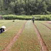 Công ty Trách nhiệm hữu hạn Một thành viên Lâm nghiệp Bắc Kạn, xã Thanh Thịnh, huyện Chợ Mới, tỉnh Bắc Kạn mỗi năm sản xuất khoảng hơn 3 triệu cây giống lâm nghiệp phục vụ trồng rừng. (Ảnh: Vũ Sinh/TTXVN)