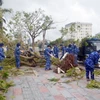 Lực lượng Cảnh sát biển dọn dẹp cây bị đổ quận Hải An, thành phố Hải Phòng. (Ảnh: Hoàng Ngọc/TTXVN)