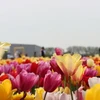 Rực rỡ những cánh đồng hoa tulip ở Hà Lan