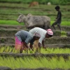 Nông dân trồng lúa trên cánh đồng ở Nagaon, bang Assam, Ấn Độ, ngày 14/7/2024. (Ảnh: THX/TTXVN)