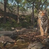 Bẫy ảnh (camera trap) đã "cách mạng hóa" cách các nhà khoa học nghiên cứu về loài hổ Bengal có nguy cơ tuyệt chủng. (Ảnh minh họa: Fineartamerica)