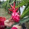 Trước đây, Thanh long là loại trái cây cho giá trị kinh tế cao, giúp người nông dân các tỉnh như Long An, Tiền Giang, Bình Thuận vươn lên làm giàu. (Ảnh: Trọng Đạt/TTXVN)