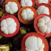 Măng cụt được mệnh danh là “nữ hoàng trái cây.” (Nguồn: Vietnam+)