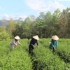 Nông dân thu hoạch chè tại Cao Bằng. (Ảnh: Chu Hiệu/TTXVN)