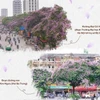 Những địa điểm không thể bỏ qua ở Hà Nội mỗi mùa hoa bằng lăng đến
