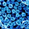 Virus SARS-CoV-2. (Ảnh: AFP/TTXVN)