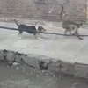 [Video] Xôn xao vụ đàn khỉ giết sạch chó trong làng để trả thù ở Ấn Độ