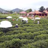 Vùng chè nguyên liệu đạt tiêu chuẩn VietGAP tại Tân Cương. (Ảnh: Trần Trang/TTXVN) 