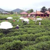 Vùng chè nguyên liệu đạt tiêu chuẩn VietGAP tại Tân Cương. (Ảnh: Trần Trang/TTXVN) 