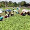 Một hợp tác xã rau ở tỉnh Tiền Giang. (Ảnh: Hữu Chí/TTXVN)
