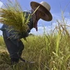 Nông dân thu hoạch lúa tại tỉnh Ayutthaya, Thái Lan. (Ảnh: AFP/TTXVN)