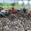 Bà con nông dân xã Phú Long, huyện Châu Thành, thu hoạch khoai lang. (Ảnh: Nguyễn Văn Trí/TTXVN) 