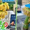 Nhiều nhân viên văn phòng trẻ ở Trung Quốc đã mua những buồng chuối còn xanh, cắm trong bình nước và chờ chín với mong muốn xua tan căng thẳng, mệt mỏi. (Nguồn: Xiaohongshu)