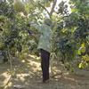 Nhiều hộ nông dân tham gia sản xuất nông nghiệp hữu cơ. (Nguồn: Vietnam+) 