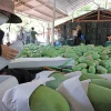 Đóng gói xoài Yên Châu, Sơn La xuất khẩu sang thị trường Trung Quốc. (Ảnh: Trần Việt/TTXVN)