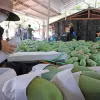 Đóng gói xoài Yên Châu, Sơn La xuất khẩu sang thị trường Trung Quốc. (Ảnh: Trần Việt/TTXVN)