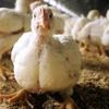 Dịch cúm gia cầm đã bùng phát tại các trang trại bò sữa ở Mỹ vào tháng Ba và hiện lây lan ra nhiều bang. (Ảnh: AFP/TTXVN)