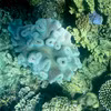 Rạn san hô Great Barrier tại khu vực ngoài khơi bang Queensland, Australia. (Ảnh: AFP/TTXVN)