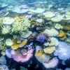 San hô bị tẩy trắng quanh đảo Lizard trên Rạn san hô Great Barrier, Australia ngày 5/4/2024. (Ảnh: AFP/TTXVN)