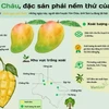 Xoài Yên Châu - đặc sản phải nếm thử của Sơn La