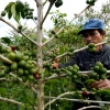 Chăm sóc cây càphê tại cao nguyên Toraja, Indonesia. (Ảnh: AFP/TTXVN)