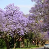 [Photo] Pretoria - thành phố hoa phượng tím của Nam Phi