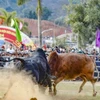 Hội chọi bò đầu Xuân tại Điện Biên