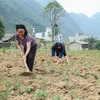 Gia đình bà Giàng Thị Pháy, thôn Pả Vi Thượng, xã Pả Vi, huyện Mèo Vạc, tỉnh Hà Giang cải tạo, chăm sóc 1ha vườn trồng xen kẽ ngô và các loại rau màu của gia đình. (Ảnh: Nam Thái/TTXVN)