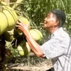 Ông Thạch Chanh, xã Hoà Tân (Cầu Kè, Trà Vinh) thu hoạch dừa sáp. (Ảnh: Thanh Hòa/TTXVN)