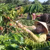 Người dân thôn Sơn Lợi, xã Thọ Sơn, huyện Bù Đăng, tỉnh Bình Phước vào vụ thu hoạch càphê. (Ảnh: K GỬIH/TTXVN)