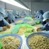 Chế biến hạt điều xuất khẩu. (Ảnh: Vũ Sinh/TTXVN)