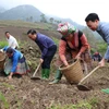 Bí thư Tỉnh ủy Yên Bái Đỗ Đức Duy tham gia trồng khoai sọ nương cùng đồng bào Mông ở thôn Mù Thấp, xã Bản Mù, huyện Trạm Tấu. (Ảnh: Việt Dũng/TTXVN)