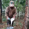 Gia đình vợ chồng Thị Mai, xã Đức Hạnh, huyện Bù Gia Mập thu hoạch mủ cao su. (Ảnh: K GỬIH/TTXVN)