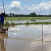 Người dân vùng Đồng Tháp Mười không còn nhiều nguồn lợi từ tôm, cá khi lũ về thấp. (Ảnh: Đức Hạnh/TTXVN)